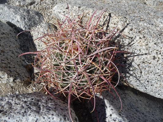 Fish hook cactus Torote Canyon Anza Borrego