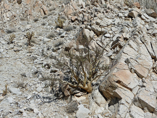 Torote tree Torote Canyon Anza Borrego