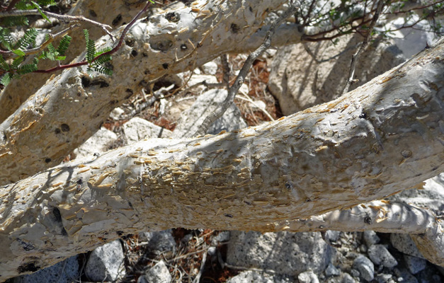 Torote bark