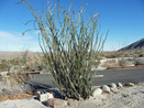 Ocotillo-Agua-Caliente-Park