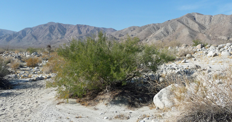 Mesquite Tree Elephant Tree Discovery Trail Anza Borrego