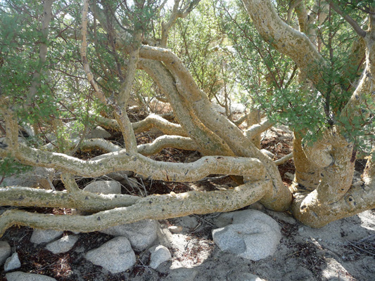 Elephant tree trunks Anza Borrego