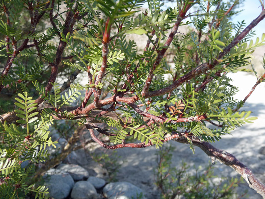 Red bark on upper branches Elephant tree