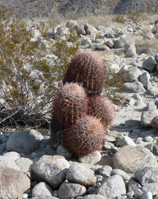 Quartet of barrel cacti Anza Borrego