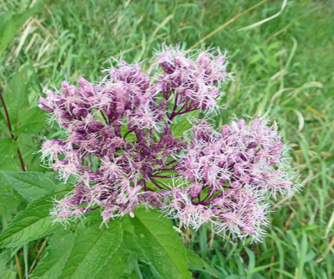 Joe-Pye Weed (Eupatorium maculatum)