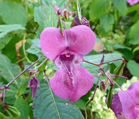 Policeman’s Hat (Impatiens gladulifera)