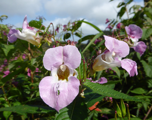 Policeman’s Hat (Impatiens gladulifera)