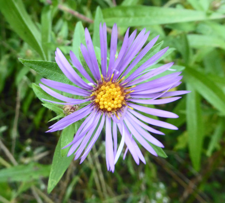 New York Asters (Symphyotrichum novi-belgii)