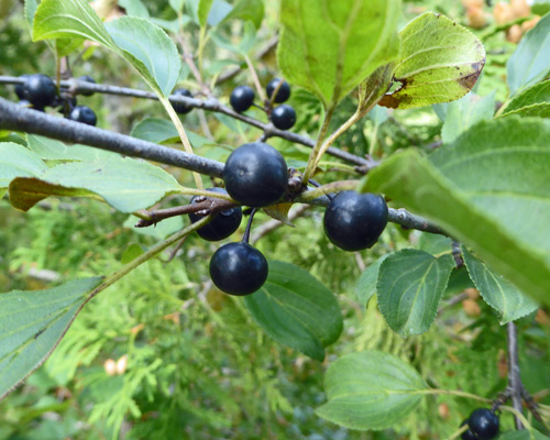 Aronia berries