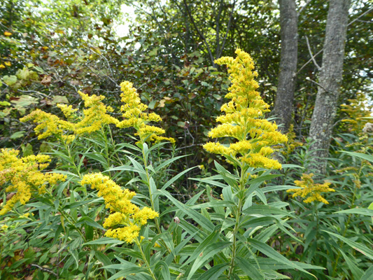 Goldenrod