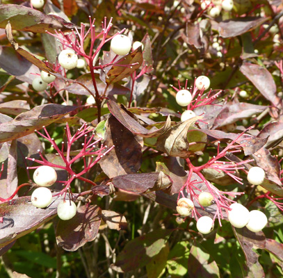 red osier dogwood (Cornus stolonifera)