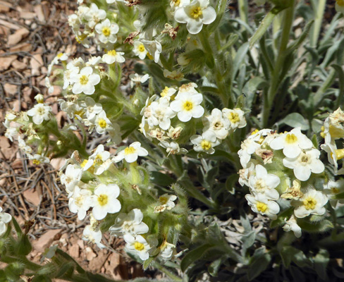 Tawny Catseye (Crytanthan fulvocanescens)