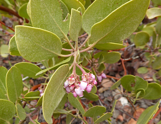 Greenleaf Manzanita (Arctostaphylos patula)