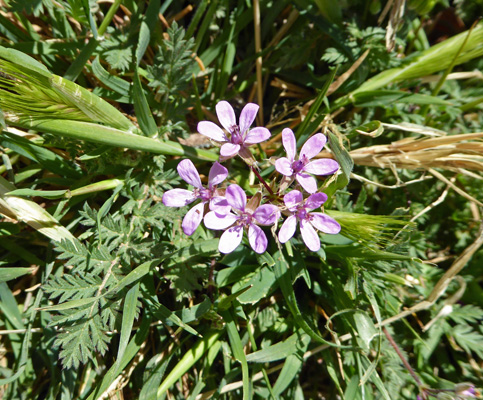 Storksbill (Erodium cicutarium)