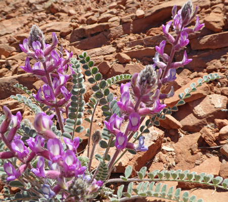 Wooly Locoweed (Astragalus mollissimus)