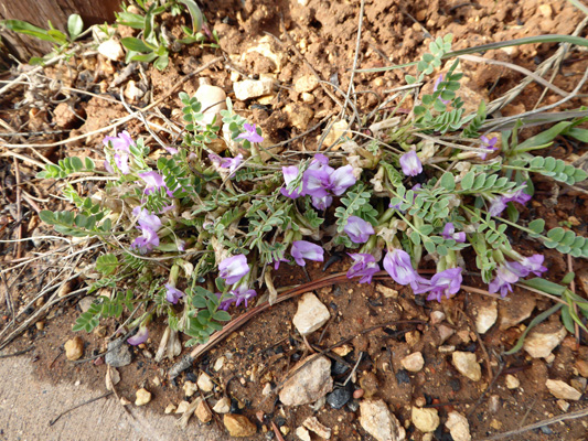 Zion Milkvetch (Astragalus zionis)