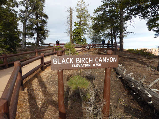 Black Birch Canyon