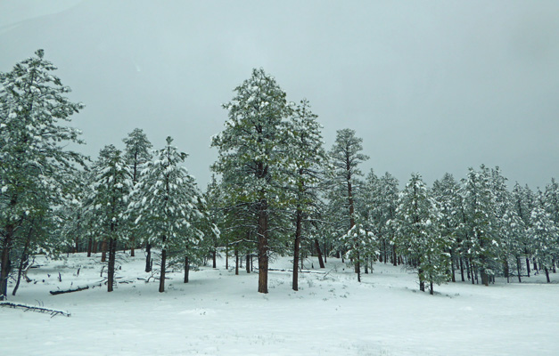 Bryce canyon NP in snow