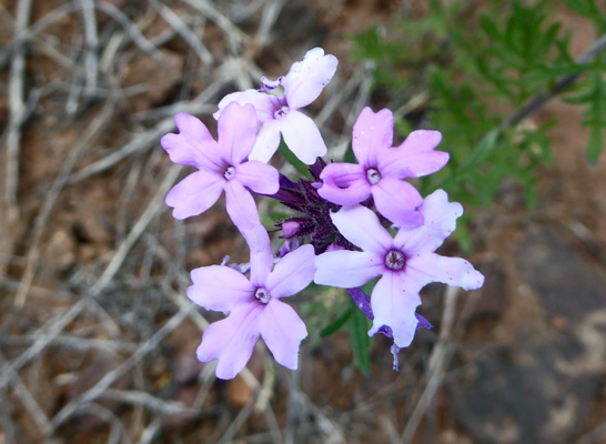 Dakota Mock-vervain (Glandularia bipinnatifida)