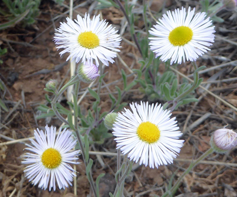 Running Fleabane (Erigeron tracyi)