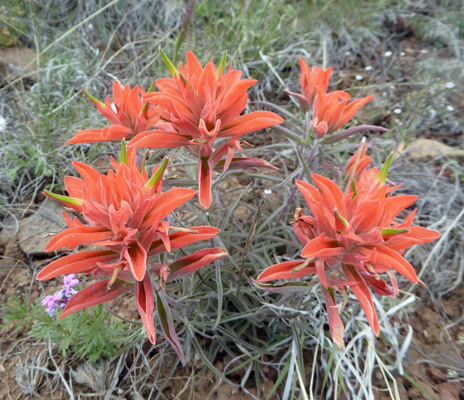 Wholeleaf Paintbrush (Castilleja integra)