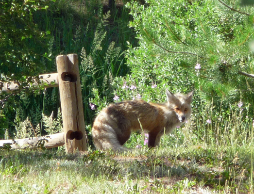 Fox at Buttercup Campground Lake Cascade SP