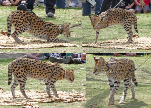 Serval at Wild Animal Park Escondido CA