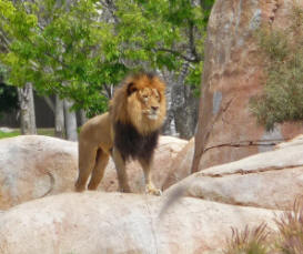 Lion at Wild Animal Park Escondido CA
