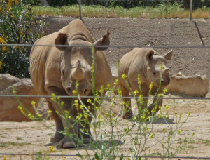 Rhino mother and baby at Wild Animal Park Escondido CA