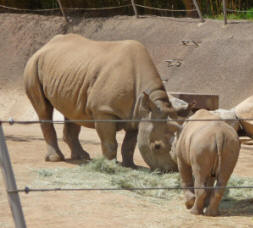 Rhino mother and baby at Wild Animal Park Escondido CA