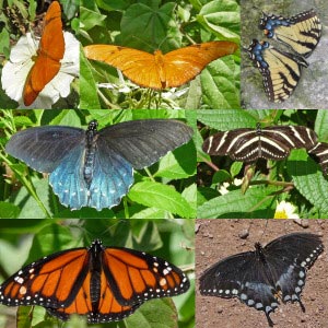 Butterflies at Phoenix Botanical Garden