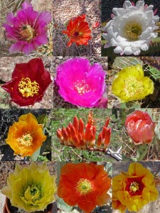 Cactus in bloom Phoenix Botanical Garden