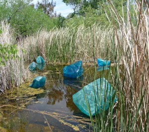 Blue Chihuly Plastic Ice Cubes Phoenix Botanical Garden