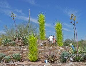 Chihuly Glass at entrance to Phoenix Botanical Garden