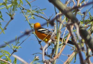 Oriole in gardens at Kartchner Caverns