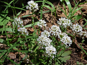 Wildflowers Oak Creek Canyon Sedona AZ