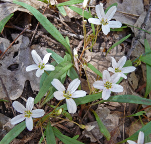 Wildflowers Oak Creek Canyon Sedona AZ