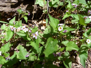 pale purple violets Sedona AZ