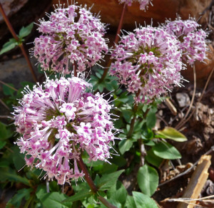 Wildflower Oak Creek Canyon Sedona AZ