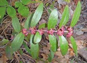 Wildflowers Oak Creek Canyon Sedona AZ