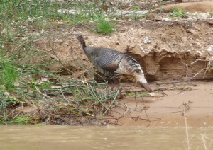 Wild Turkey Zion National Park