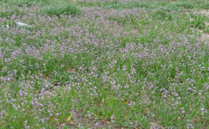 Purple Wild Flowers along highway Utah