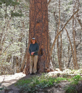 Walter with Ponderosa at Oak Creek Canyon Sedona AZ