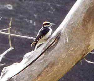 Woodpecker at Weeping Rock Zion National Park