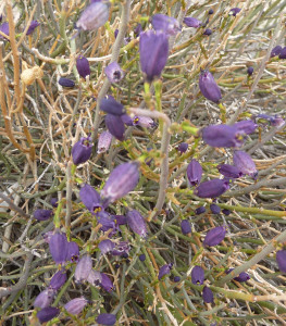 Indigo Anza Borrego State Park CA