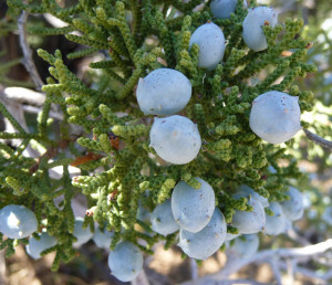 Juniper Berries Anza Borrego State Park CA