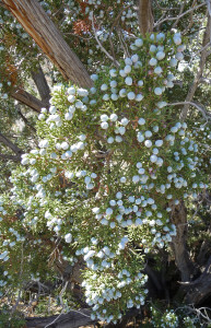 Juniper Berries Anza Borrego State Park CA