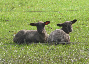Pair of lambs Eugene OR
