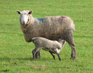 Lamb and Ewe Eugene OR