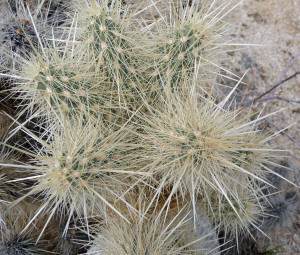 Cholla Anza Borrego State Park